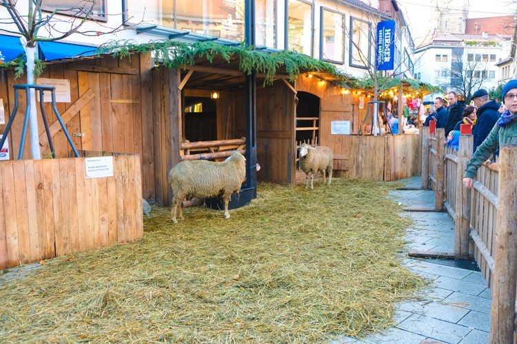 live sheep at manger scene