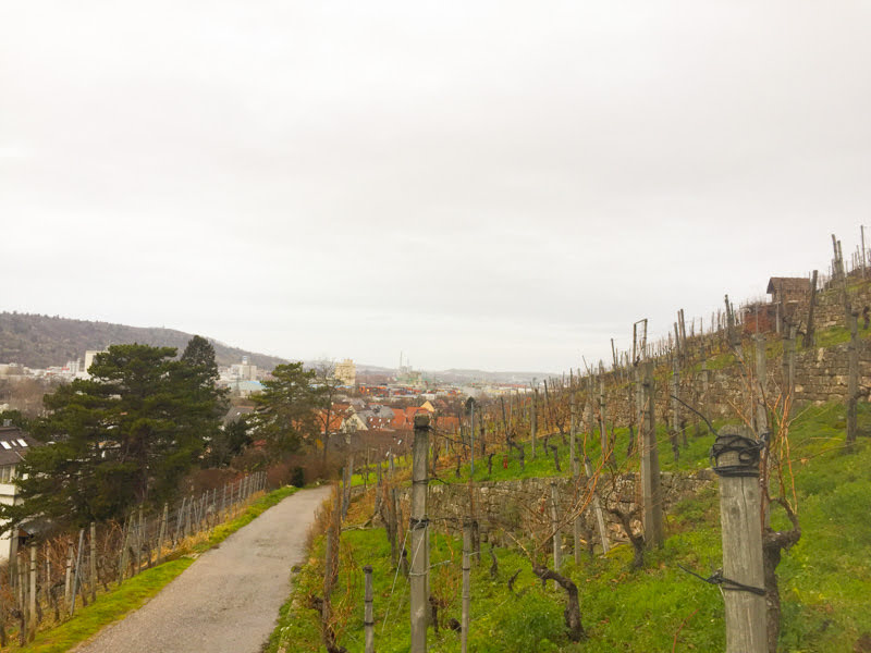 Stuttgart vineyard 