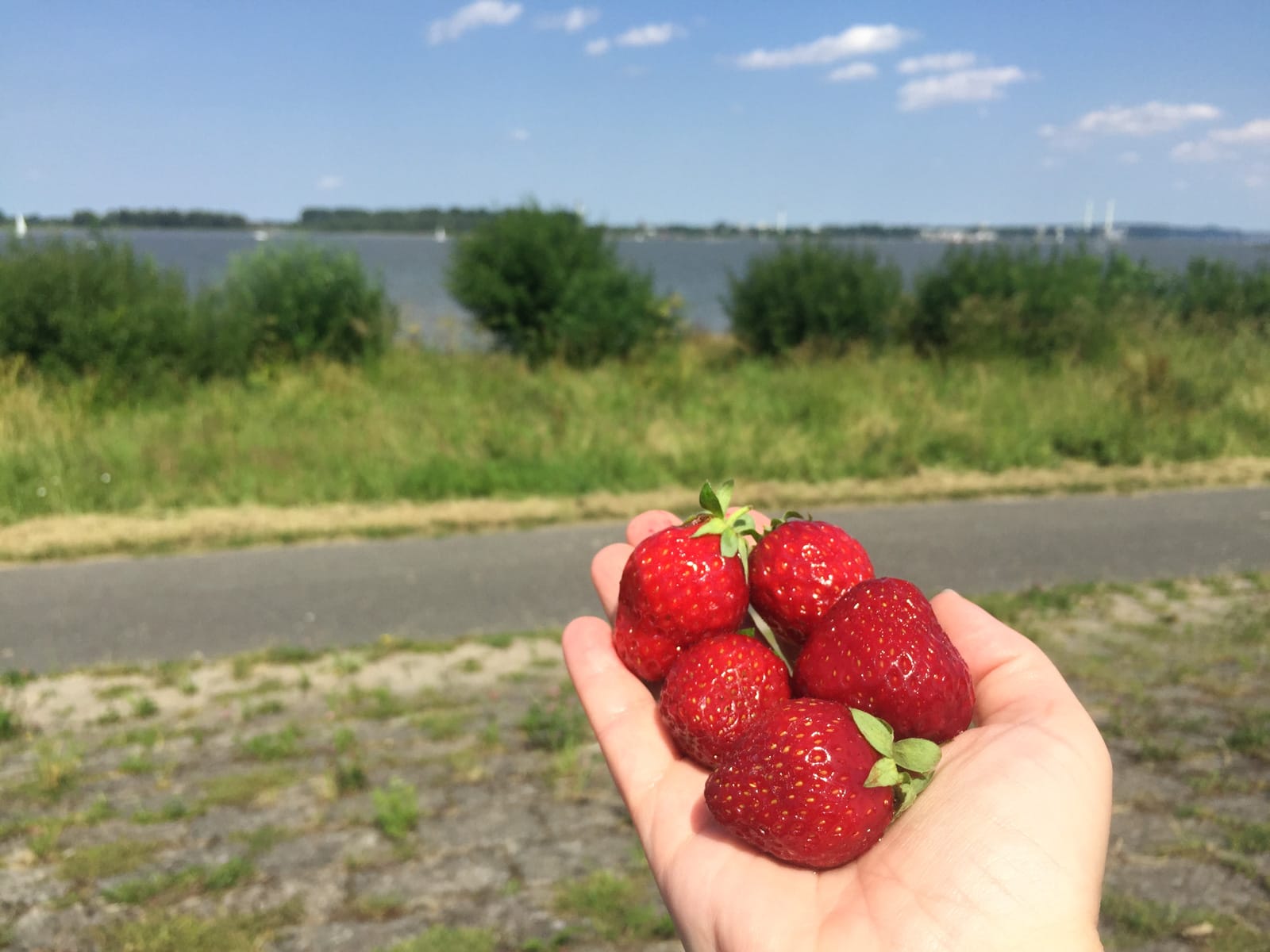 fresh strawberries 