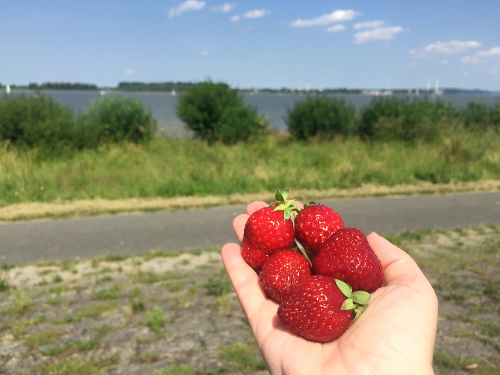 fresh strawberries