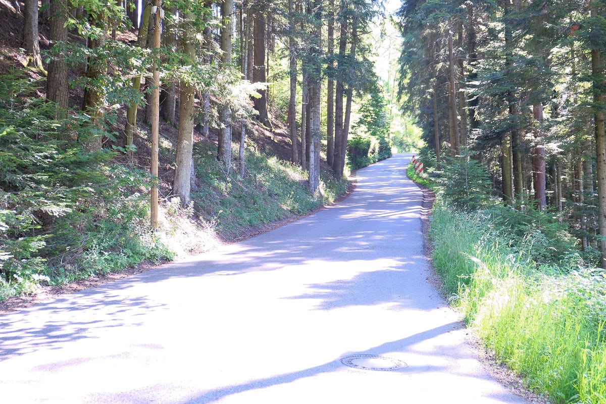 forested road