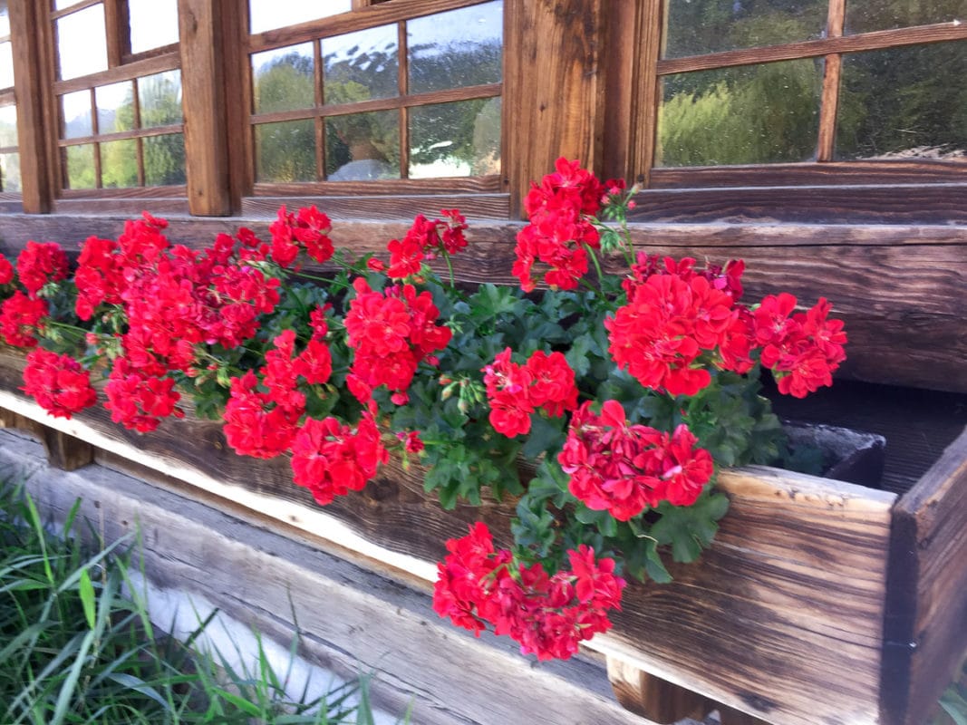 Black Forest flowers