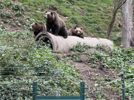 Alternative Wolf and Bear Park